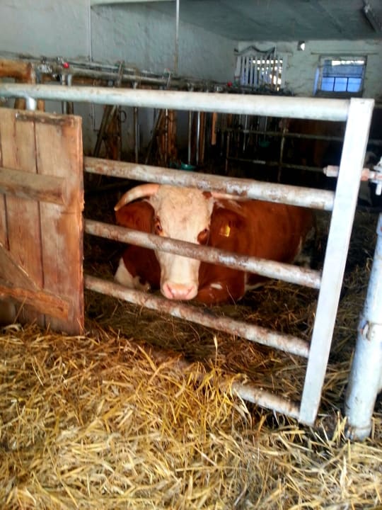 Ein prächtiger Bulle Bauernhof & Pension Haus Ibe