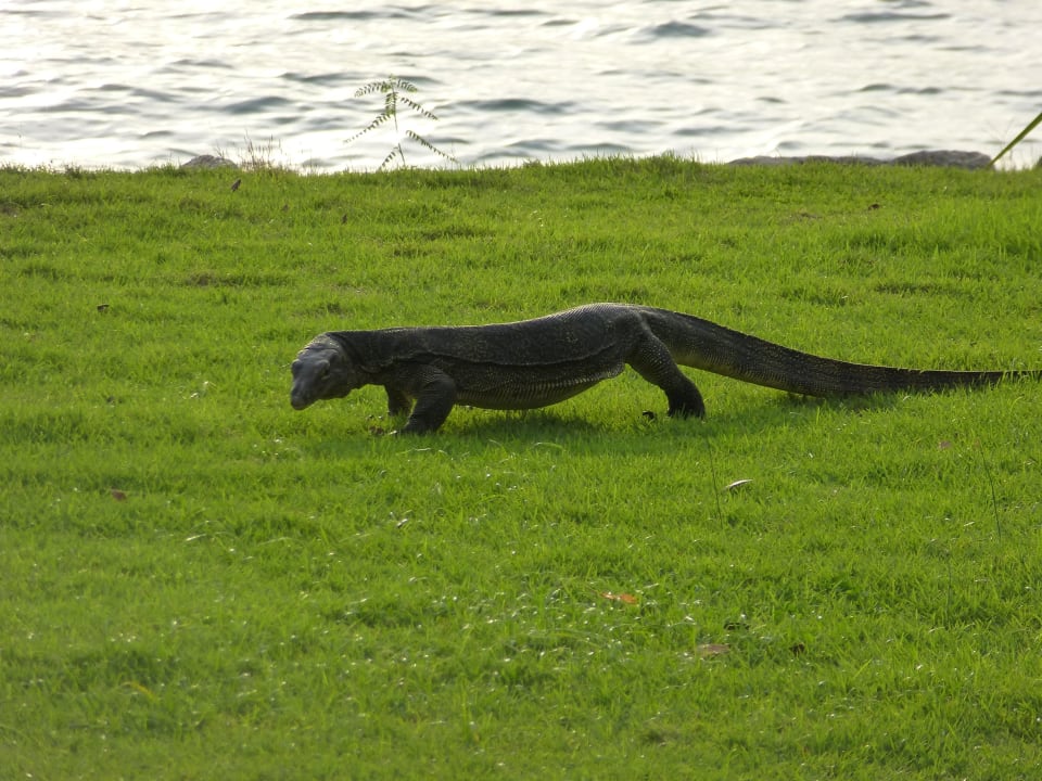 Große Varane-tägliche Besucher Hotel Shangri-La's Rasa Sentosa Resort