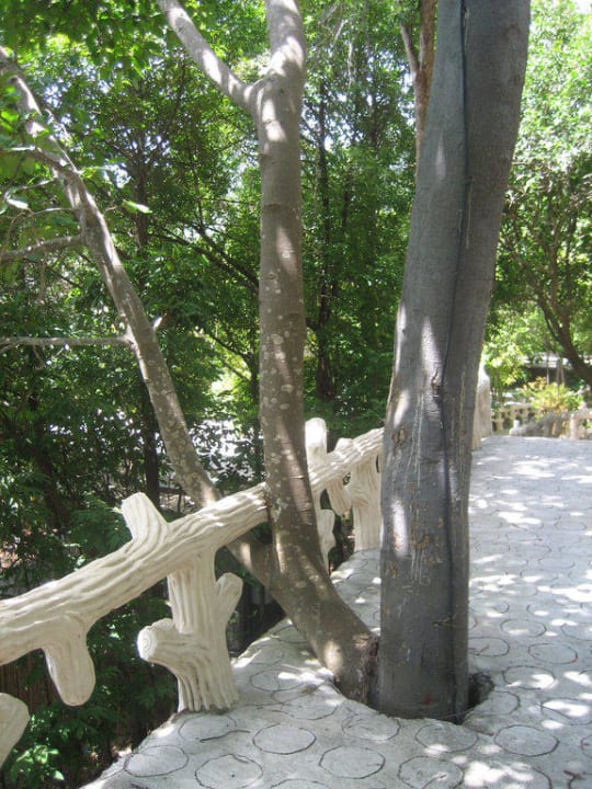 Baum umbaut vom Weg Panviman Resort Koh Phangan
