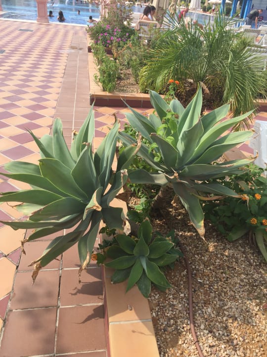 Pool Occidental Marco Polo