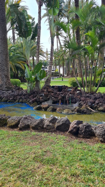 Gartenanlage Hotel Riu Palace Oasis
