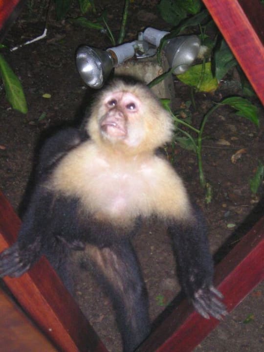 Kapuzineräffchen Hotel & Club Punta Leona