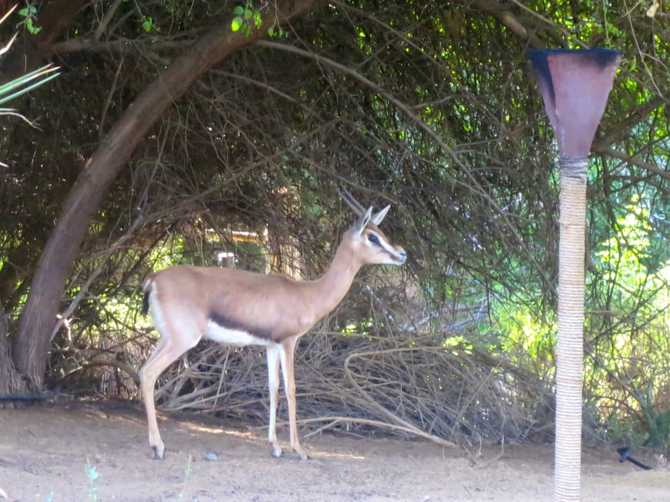 Gartenanlage Al Maha, A Luxury Collection Desert Resort & Spa