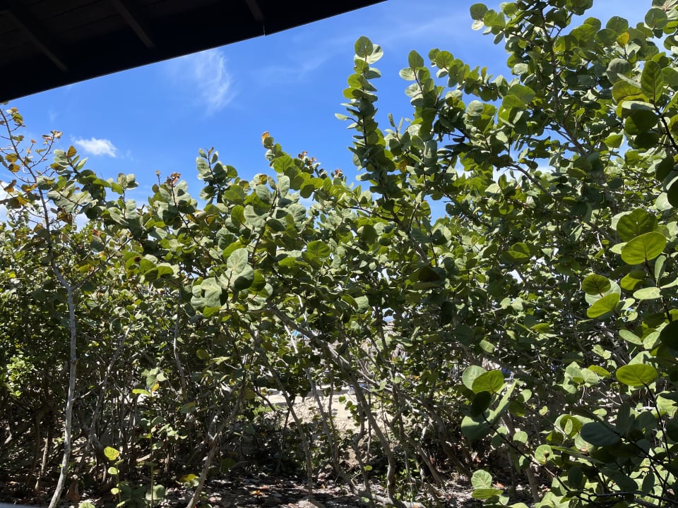 Gartenanlage Blau varadero - Adults only