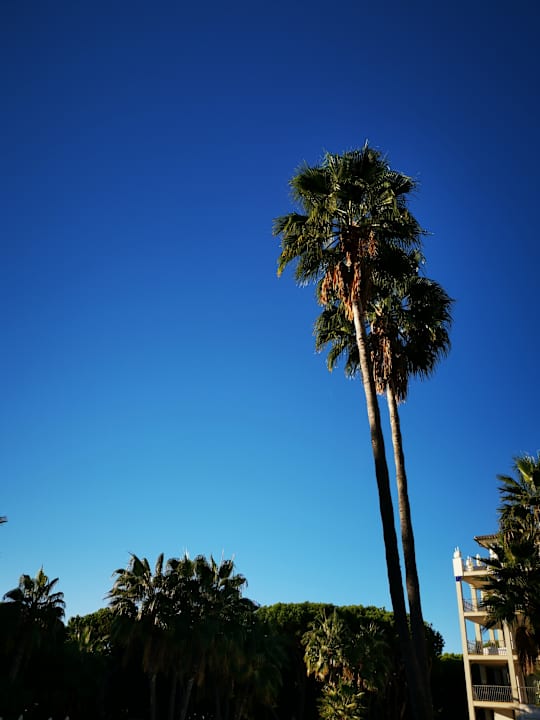 Gartenanlage TUI BLUE Isla Cristina Palace