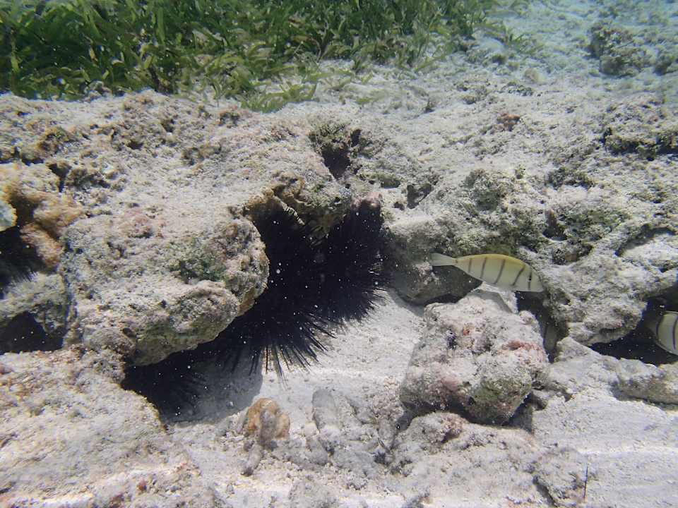 Meerbewohner Meeru Maldives Resort Island