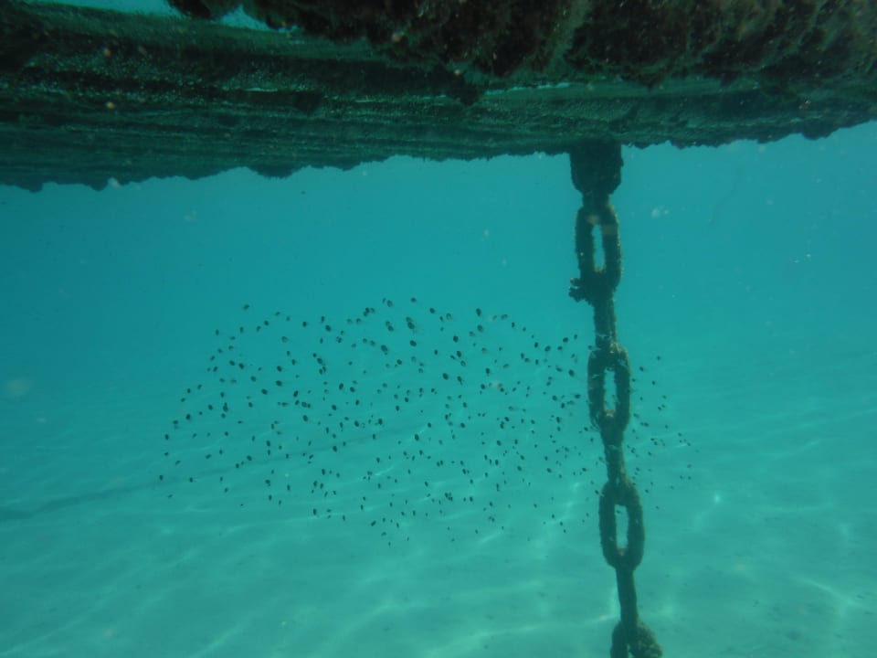 Hausriff Cleopatra Luxury Resort Makadi Bay