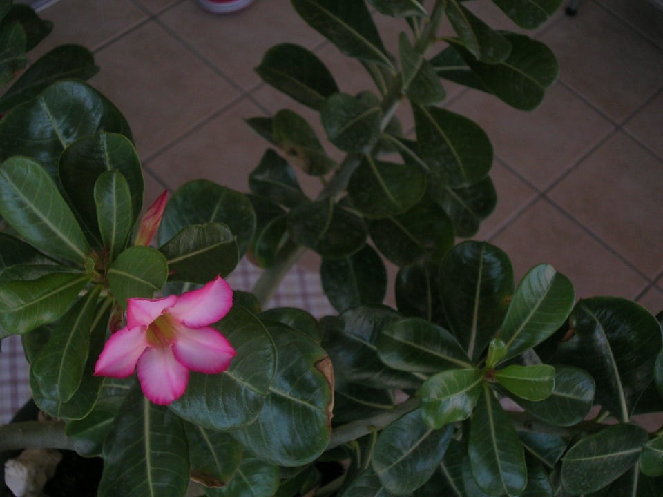 Adenium Hotel Kathrin Beach