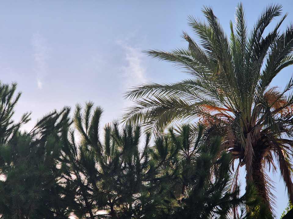 Gartenanlage Dream World Resort & Spa