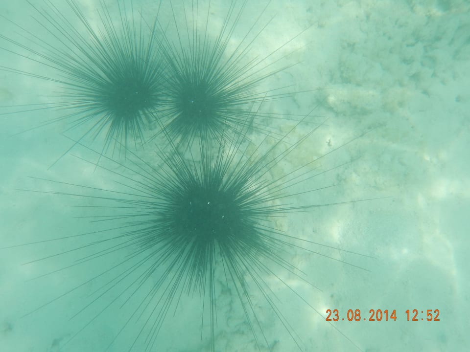 Diademseeigel/Hausriff Arabia Azur Resort