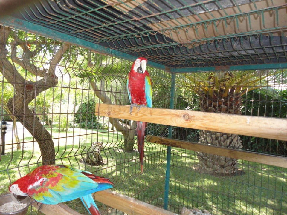 Papugi Alba Resort Hotel