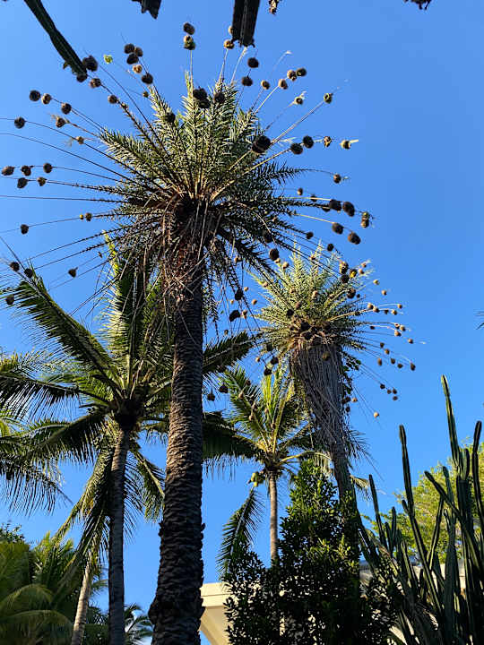 Gartenanlage Lagoon Attitude - Adults only