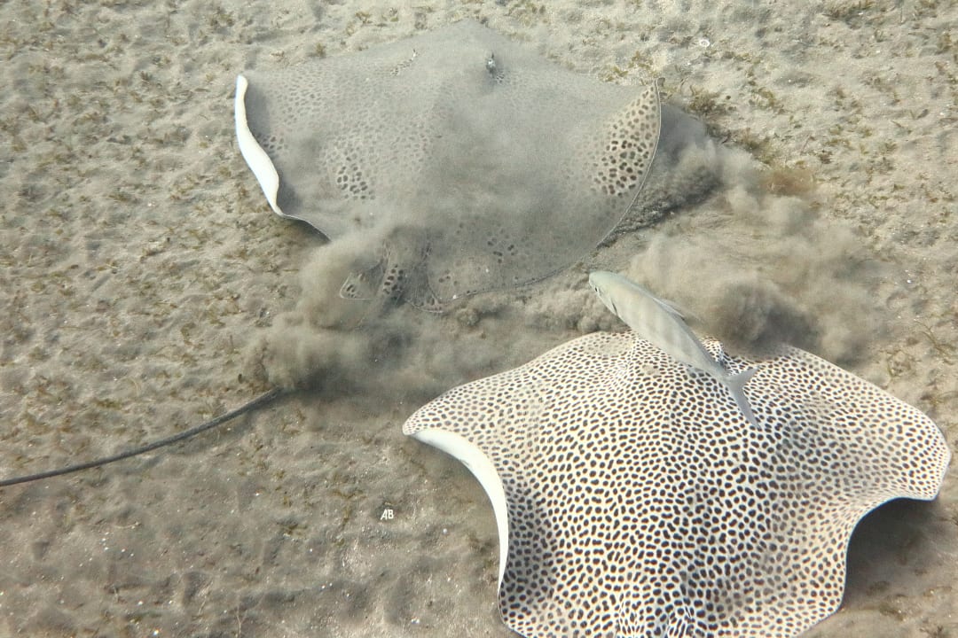 Sport & Freizeit Malikia Resort Abu Dabbab