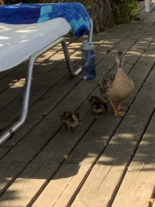 Sonstiges Seehotel Ressmann