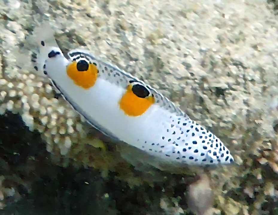 Sonstiges Three Corners Equinox Beach Resort