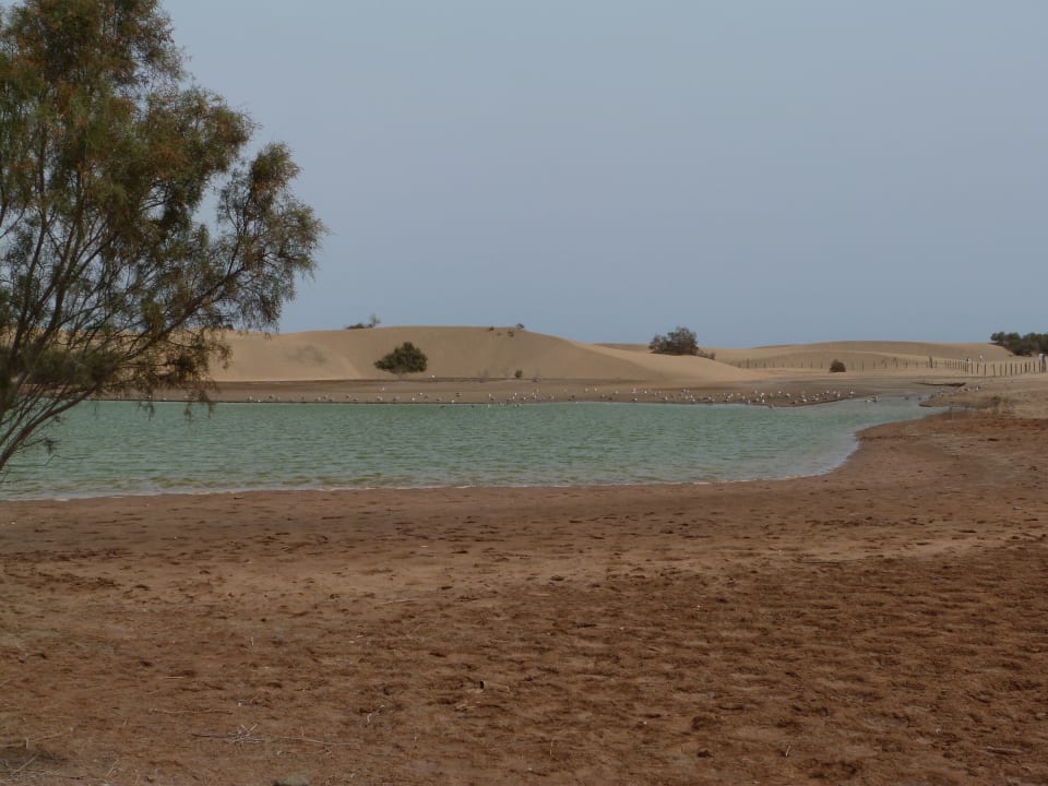 Strand Canary Garden Club
