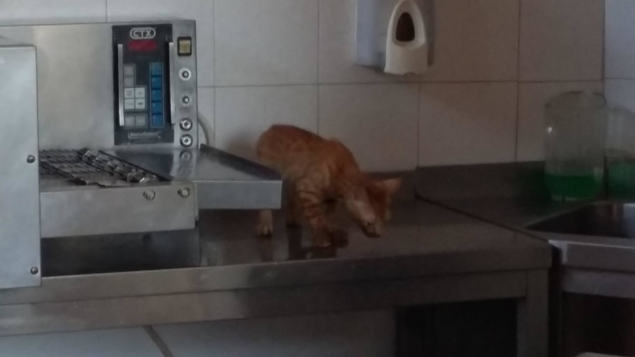 Katze in der Küche während Essen (Buffet) angeboten wird TUI KIDS CLUB Alex Beach