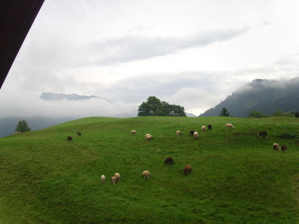 Die grünen Wiesen mit Schafen vor dem Haus Haus Matheis