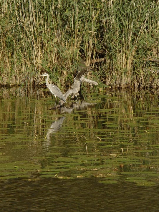 Vögelbeobachtung Seehotel Brandenburg a.d. Havel