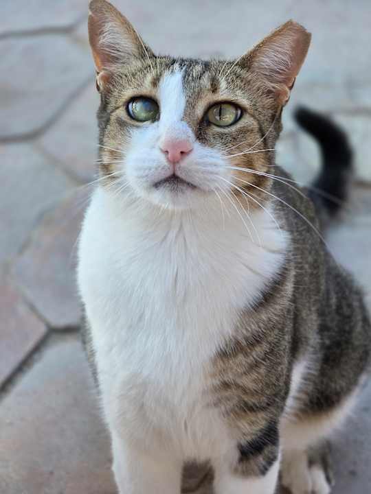 Sonstiges Continental Hotel Hurghada