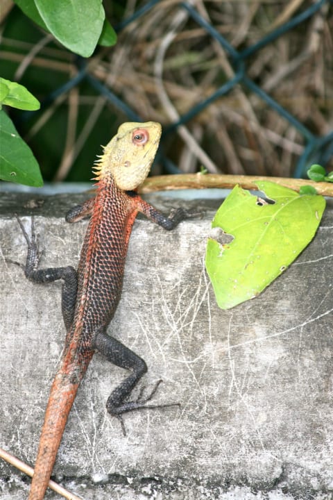 Iguana Adaaran Select Meedhupparu Island Resort - Premium All Inclusive