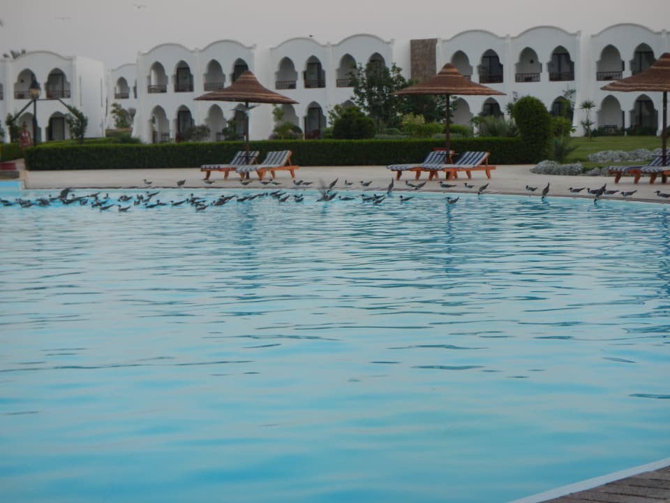 Möwen im Pool Hotel Gorgonia Beach Resort