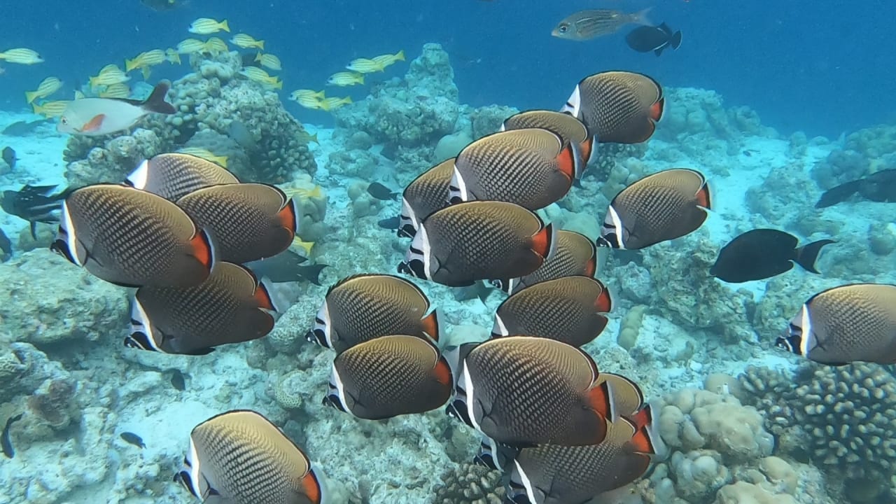 Sport & Freizeit NH Collection Maldives Reethi Resort