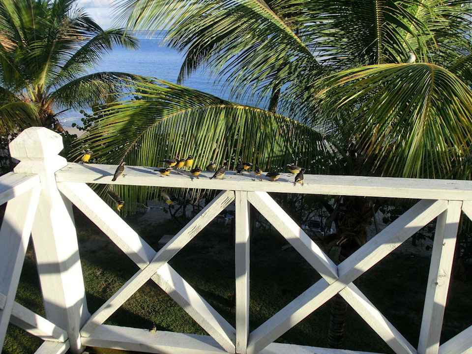 Gefiederte Freunde auf dem Balkon  Hotel Coconut Beach Club