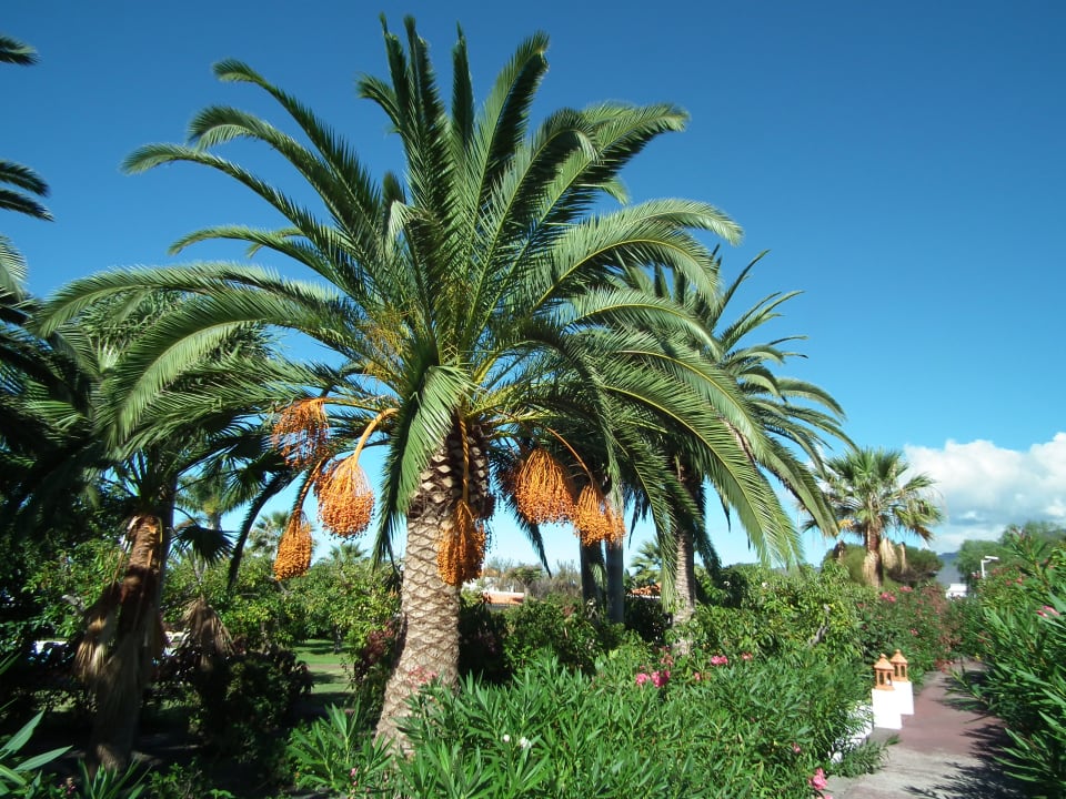 Gartenanlage Bungalows La Plantacion