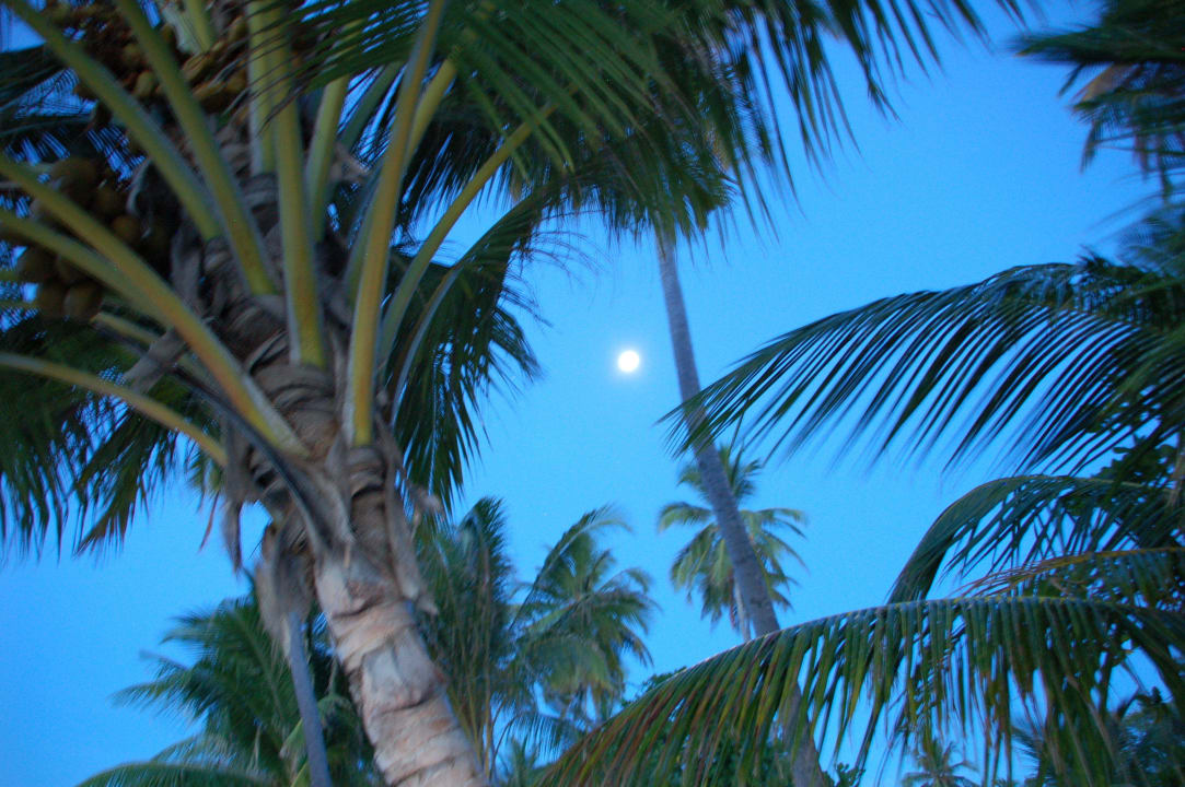 Palmen Meeru Maldives Resort Island