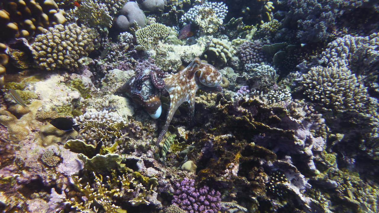 Sport & Freizeit Three Corners Sea Beach Resort