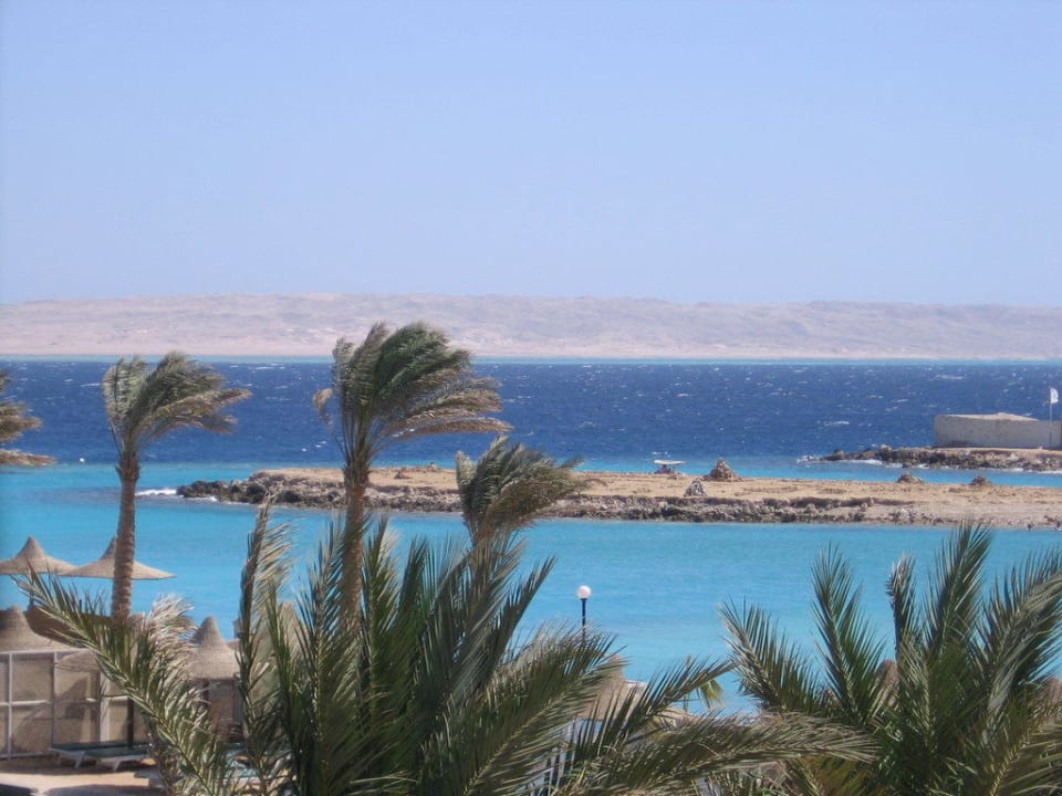 Ganz früh Morgens sind hier Schildkröten Arabia Azur Resort