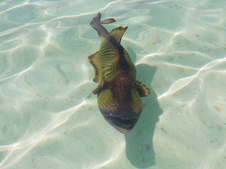 Strand Summer Island Maldives