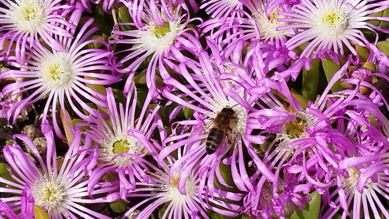 .. mit "Gästen" Universal Hotel Cabo Blanco - Adults Only