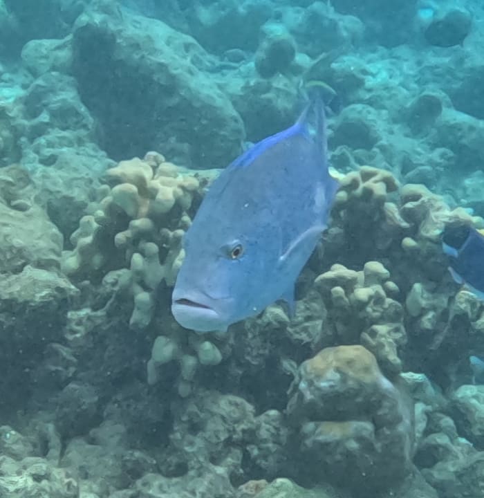 Sport & Freizeit Sun Siyam Vilu Reef