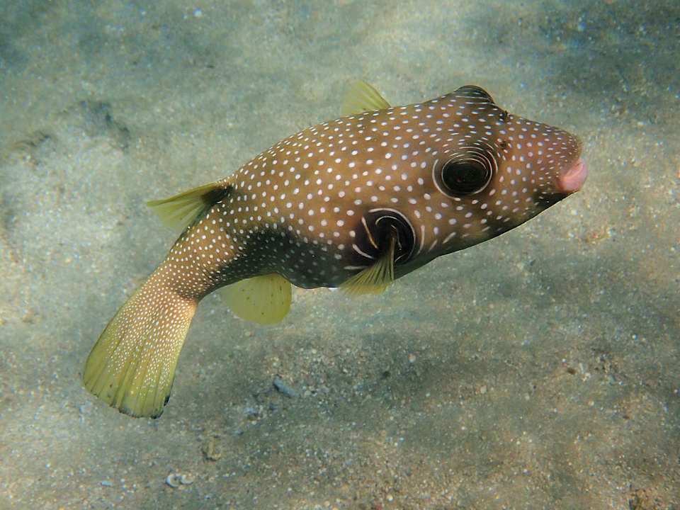 Sonstiges Shams Alam Beach Resort