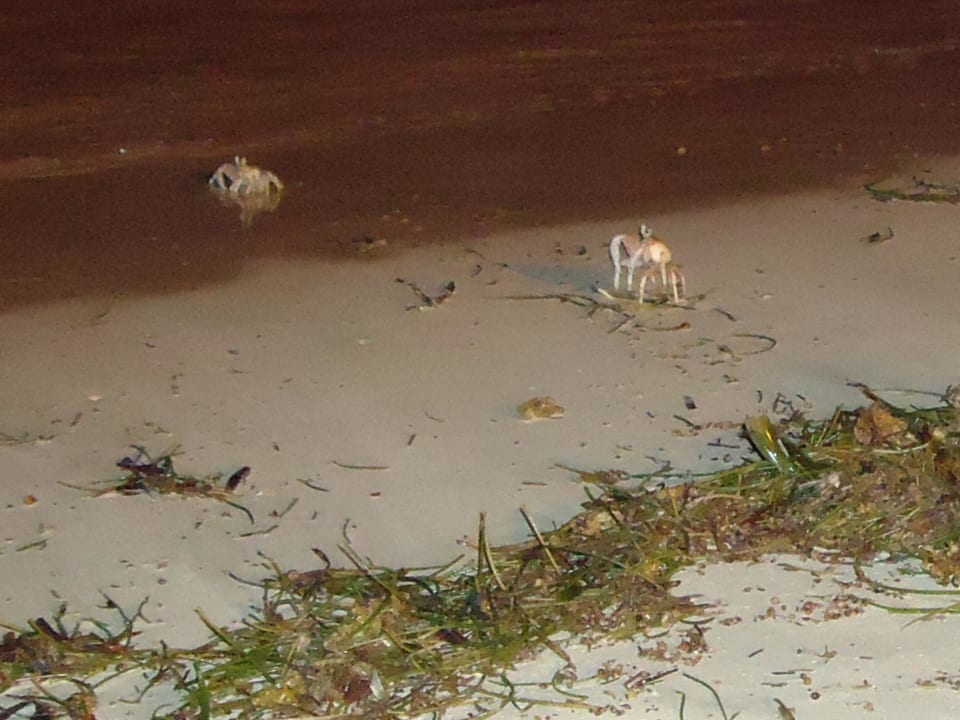 Krabbenwanderung nachts Hotel Southern Palms Beach Resort