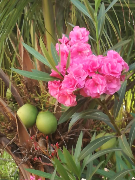 Gartenanlage Hotel Riu Touareg