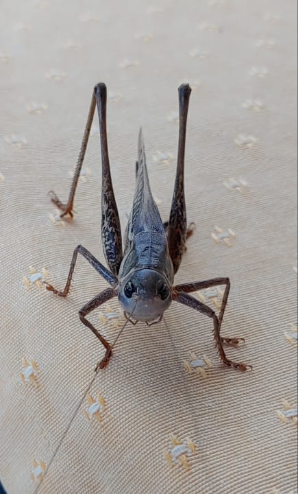 Sonstiges Kalimera Mare