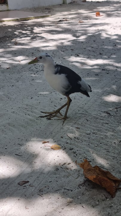 Sonstiges Safari Island Maldives