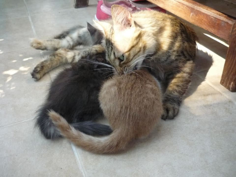 Unsere Mitbewohner Can Garden Beach