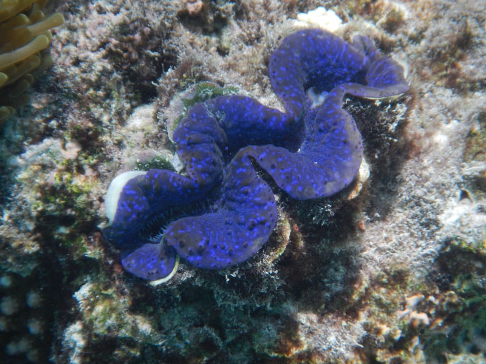 Venusmuschel Summer Island Maldives