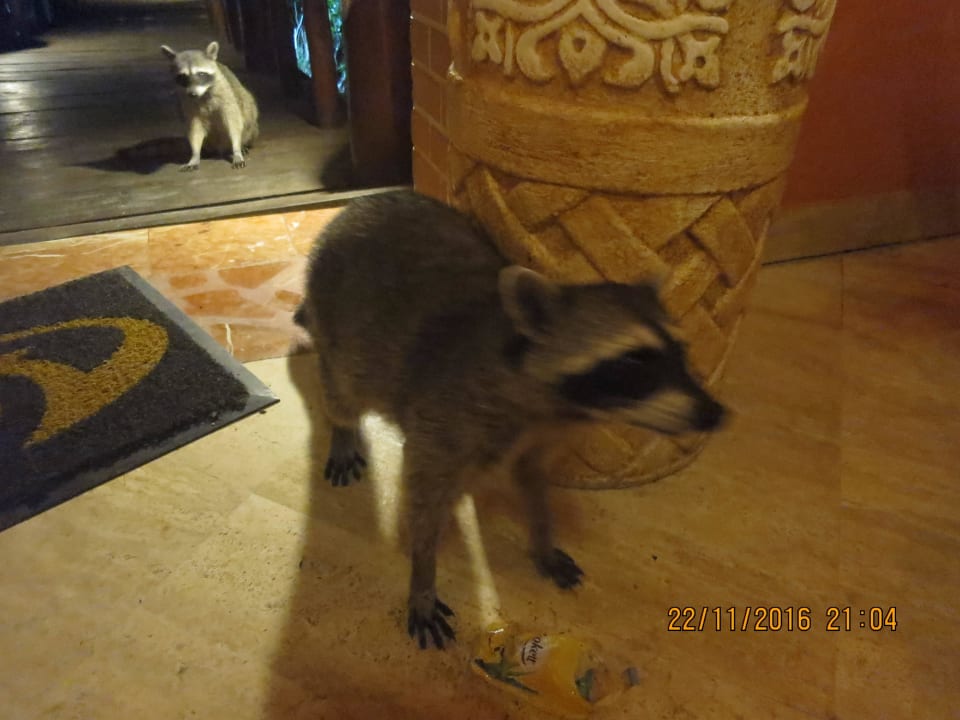 Tägliche Waschbären Grand Palladium Riviera Maya