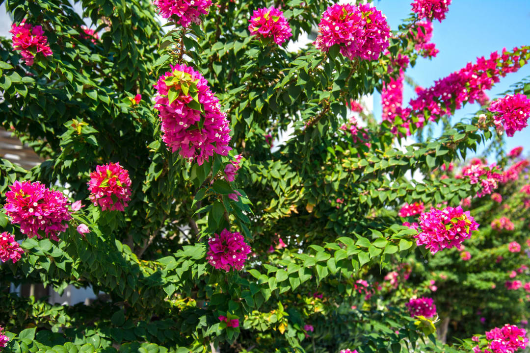 Bougainvillea TUI BLUE Lindos Bay