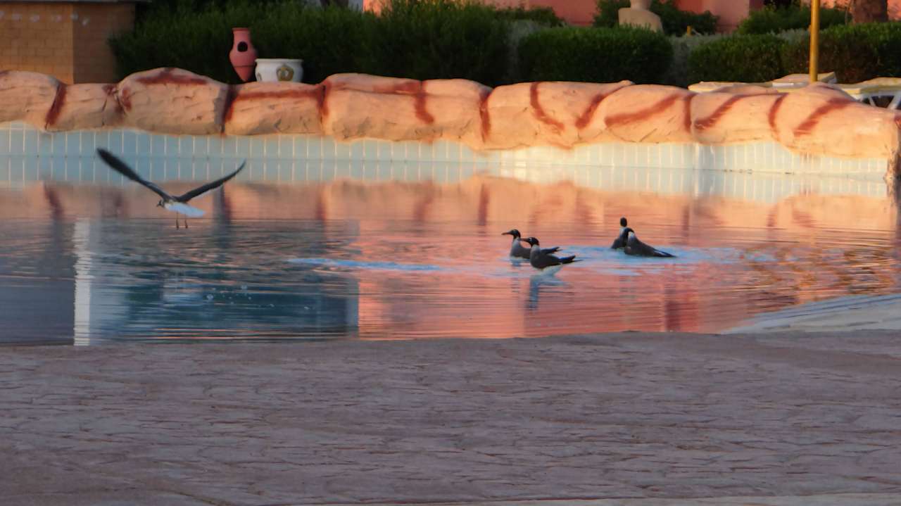 Ptaki w basenie Parrotel Aqua Park Resort