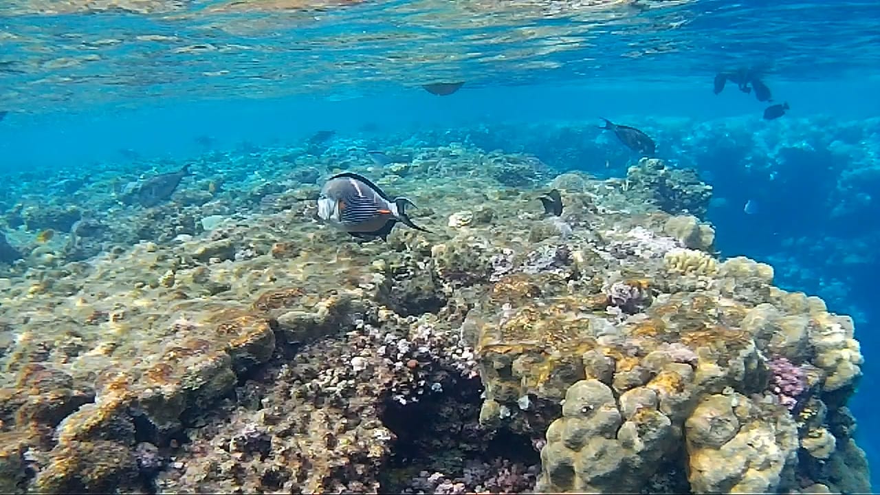 Sport & Freizeit Steigenberger Resort Alaya Marsa Alam - Red Sea - Adults only