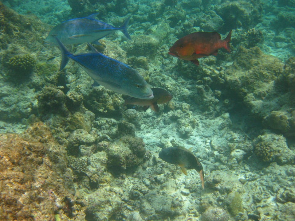 Unterwasserwelt am Hausriff NH Collection Maldives Reethi Resort