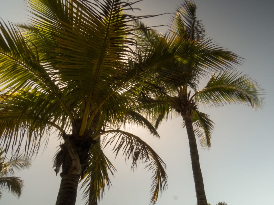 Gartenanlage Bull Costa Canaria & Spa - Adults only