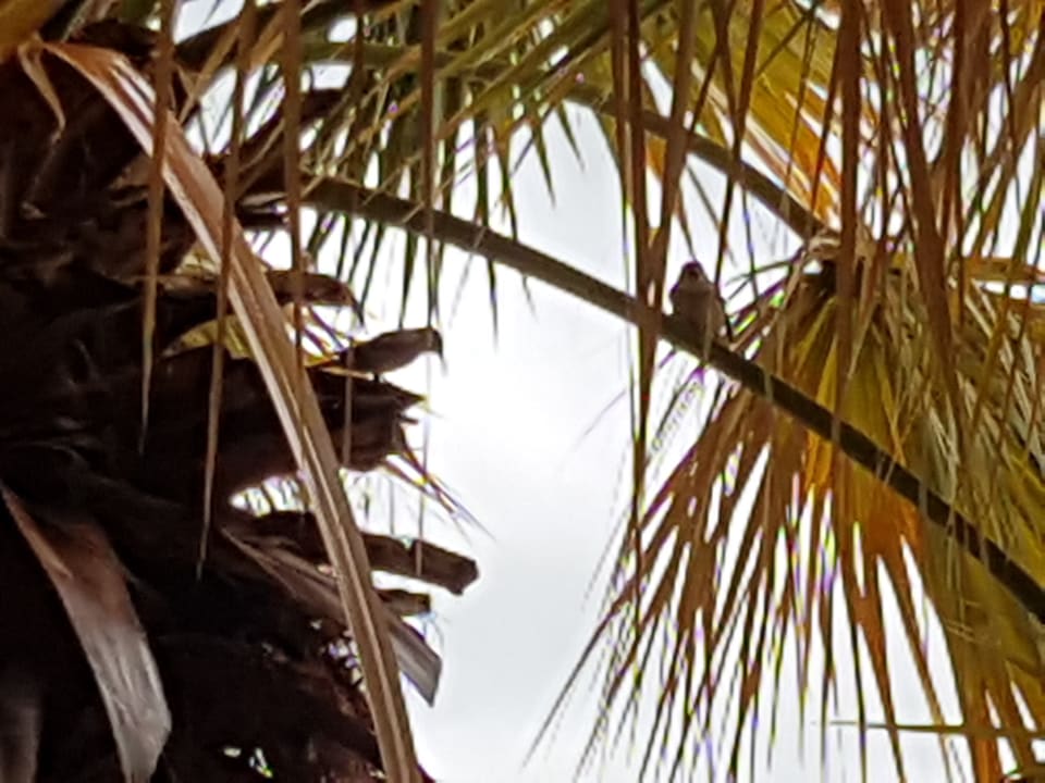 Gartenanlage Gardenia Hotel