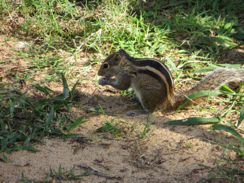 Ständige Gartengäste Goldi Sands Hotel